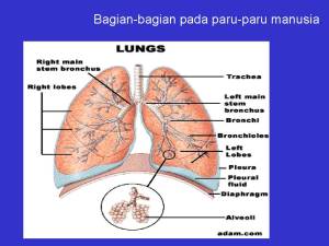 paru-paru manusia